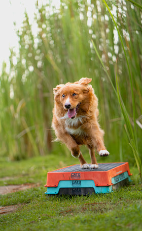 Cato Board Dog Training Platform